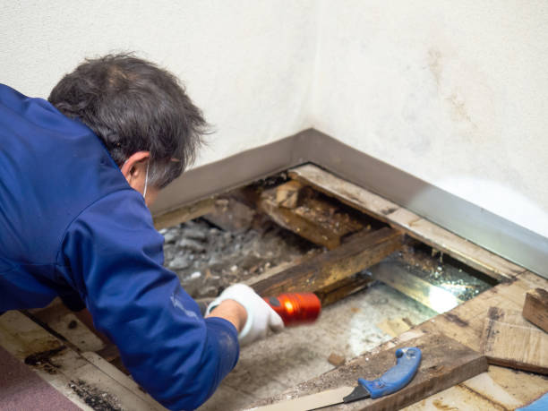 Best Toxic Mold Removal  in Moore Haven, FL