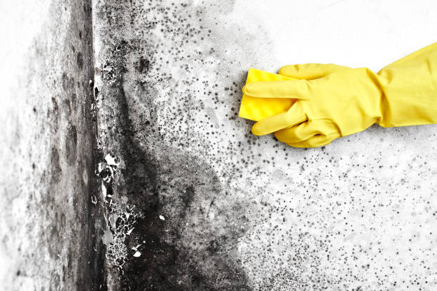 Water Damage Restoration in Moore Haven, FL