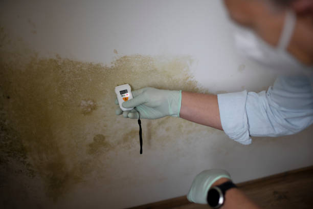 Best Toxic Mold Removal  in Moore Haven, FL