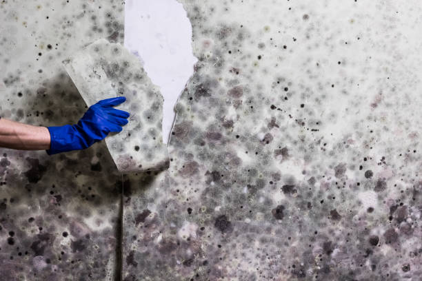 Best Commercial Mold Removal  in Moore Haven, FL